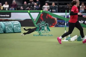 Crufts 2026 Agility Prints: Agility Championships Intermediate/Large final