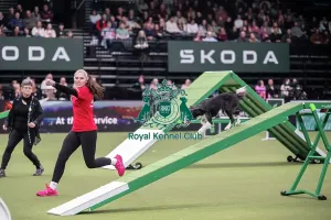 Crufts 2026 Agility Prints: Agility Championships Intermediate/Large final