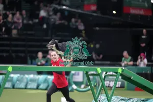 Crufts 2026 Agility Prints: Agility Championships Intermediate/Large final
