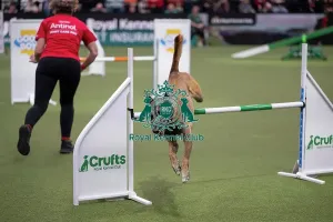 Crufts 2026 Agility Prints: Agility Championships Intermediate/Large final