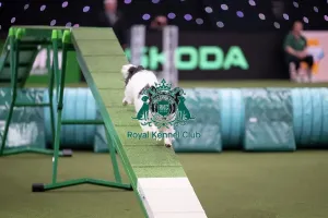 Small Prints: Agility Championships Small/Medium Final