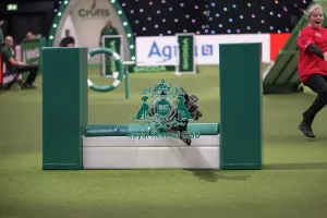 Small Prints: Agility Championships Small/Medium Final