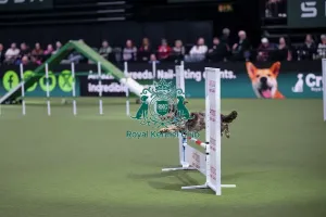 Small Prints: Agility Championships Small/Medium Final