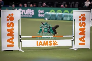 Small Prints: Agility Championships Small/Medium Final