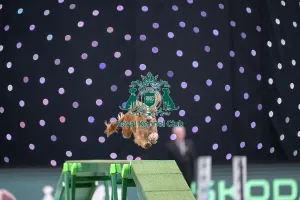 Small Prints: Agility Championships Small/Medium Final