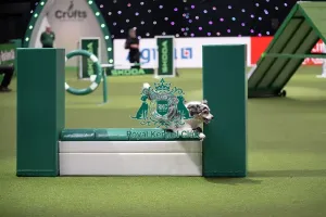 Small Prints: Agility Championships Small/Medium Final