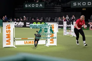 Small Prints: Agility Championships Small/Medium Final