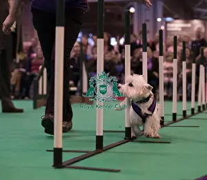 Agility display