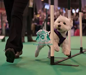 Agility display