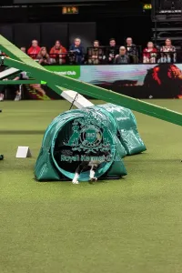 Main Arena Prints: Agility Finals