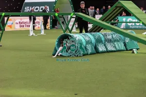 Main Arena Prints: Agility Finals
