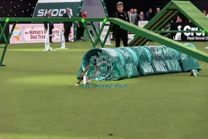 Main Arena Prints: Agility Finals