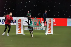Main Arena Prints: Agility Finals