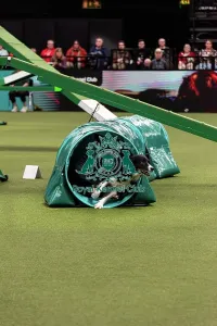Main Arena Prints: Agility Finals