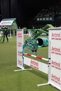 Main Arena Prints: Agility Finals