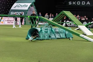 Main Arena Prints: Agility Finals