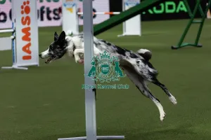 Main Arena Prints: Agility Finals