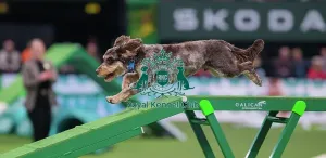 Crufts 2026 Agility Prints: Agility Finals - Dog Walk, Crufts 2026
Agility Finals - Dog Walk, Crufts 2026