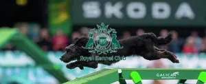 Crufts 2026 Agility Prints: Agility Finals - Dog Walk, Crufts 2026
Agility Finals - Dog Walk, Crufts 2026