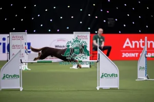 Crufts 2026 Agility Prints: Agility International Invitation