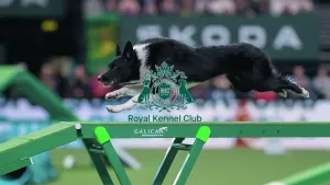 Crufts 2026 Agility Prints: Agility Singles Finals - Large Winner