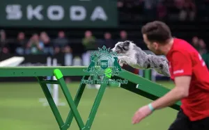 Crufts 2026 Agility Prints: Agility Singles Finals - Small Winner