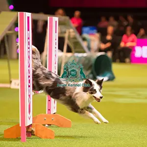 Agility Singles Heatss / M / L