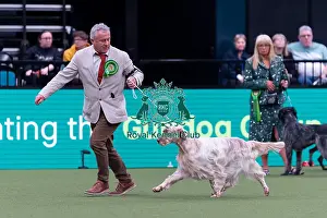 English Setter Prints: Aiden McKiernan from Ballycastle with Osian