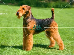 Airedale Terrier