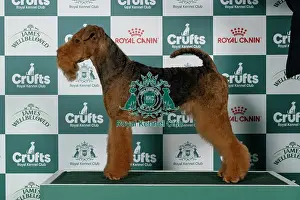 Friday Prints: Airedale Terrier Best of Breed Crufts 2026
