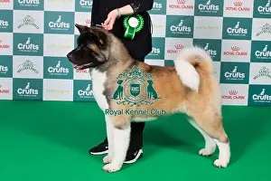 Akita Prints: Akita BOB