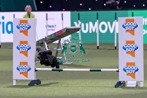 Small Championship Agility Final Prints: Alan Bray with Ticita, Competing in the Small Championship Agility Final