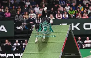 Agility Championships Prints: Alan Bray & Ticket (Agility Champion Devongem Blade Runner At Upanovatigers)
