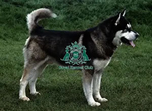 Alaskan Malamute