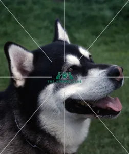 Alaskan Malamute