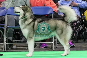 Alaskan Malamute Prints: Alaskan Malamute