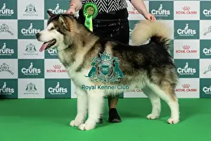 Thursday Prints: Alaskan Malamute Best of Breed Crufts 2026 Ch Snow Legend Believe in You Cedarcreek JW (Imp Rus) (Mr P & Mrs M Page)