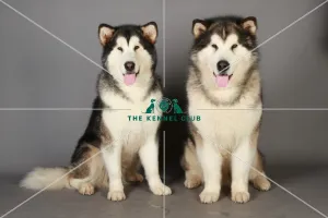 Alaskan Malamute, Crufts 2013, KCPL_Stock