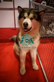 Alaskan Malamute Prints: Alaskan Malamute at Discover Dogs