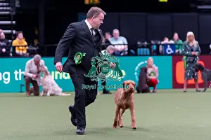 Hungarian Wirehaired Vizsla Prints: Alastair Moss from Burscough, Lancashire with Ozzy
