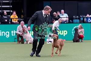 Hungarian Wirehaired Vizsla Prints: Alastair Moss from Burscough, Lancashire with Ozzy
