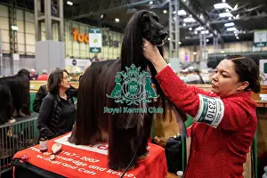 Crufts 2025 BeatMedia Prints: Alfie, an Afghan Hound, being groomed before showing (Thursday 06/03/25)