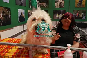 Alfie Glen of Imaal at Discover Dogs