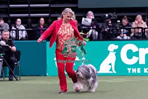 Polish Lowland Sheepdog Prints: Alisa Klliper from Holland with Zarek