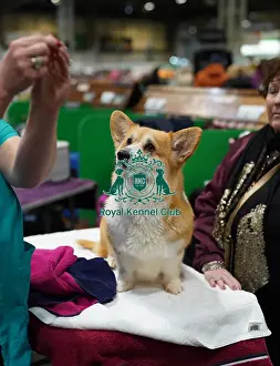 Amanda Rees with their Welsh Corgi (Pembroke), called Tinkerbell, today (Friday 10. 03. 2023) at Crufts 2023