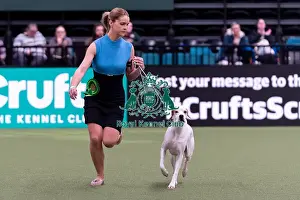 Pointer Prints: Amelia Siddle from Devon with Patsy