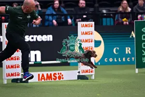 Day Two Prints: American Water Spaniel competing in the Crufts Singles Medium
