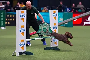 American Water Spaniel competing in the Crufts Singles Medium