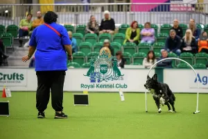 Crufts 2026 Rally Prints: Amy Jackson from Scotland with Duke