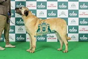 Thursday Prints: Anatolian Shepherd Dog Best of Breed Crufts 2026